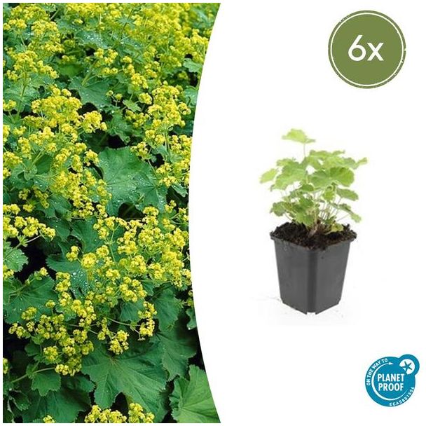 6 Stuks Vrouwenmantel, Geelgroene Bloemen, Bodembedekker, Alchemilla mollis - ↕10-25cm - Ø9cm