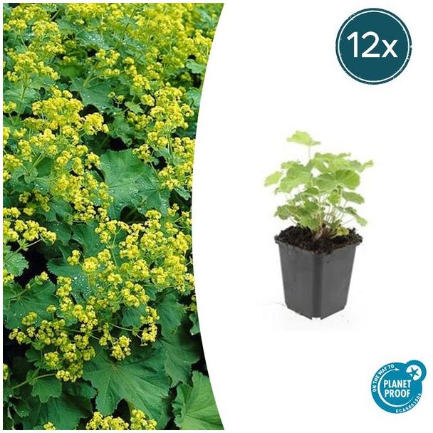 12 Stuks Vrouwenmantel, Geelgroene Bloemen, Bodembedekker, Alchemilla mollis - ↕10-25cm - Ø9cm