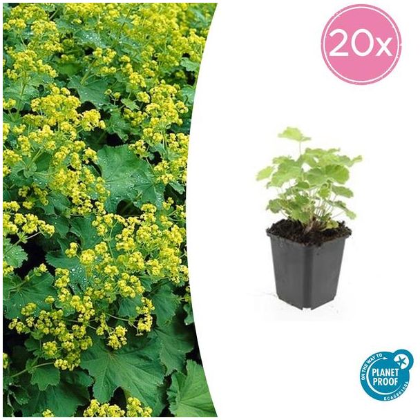 20 Stuks Vrouwenmantel, Geelgroene Bloemen, Bodembedekker, Alchemilla mollis - ↕10-25cm - Ø9cm