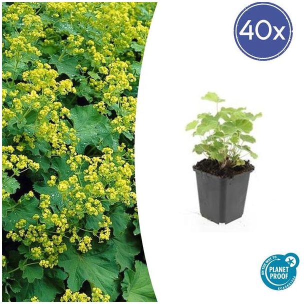40 Stuks Vrouwenmantel, Geelgroene Bloemen, Bodembedekker, Alchemilla mollis - ↕10-25cm - Ø9cm