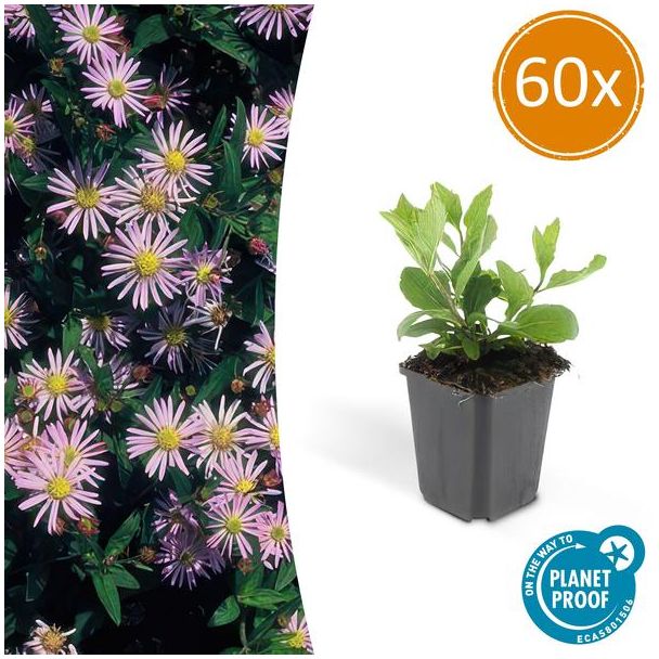 60 Stuks HerfstAster, Vaste Plant, Borderplant, Lichtblauwe Bloemen, Aster ageratoides  Asran  - ↕10-25cm - Ø9cm