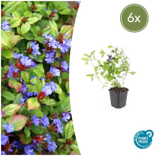 6 Stuks Loodkruid, Bodembedekker, Blauw/Paarse Bloemen,rood tot bronskleurig Blad in de Herfst, x Ceratostigma plumbaginoides  - ↕10-25cm - Ø9cm