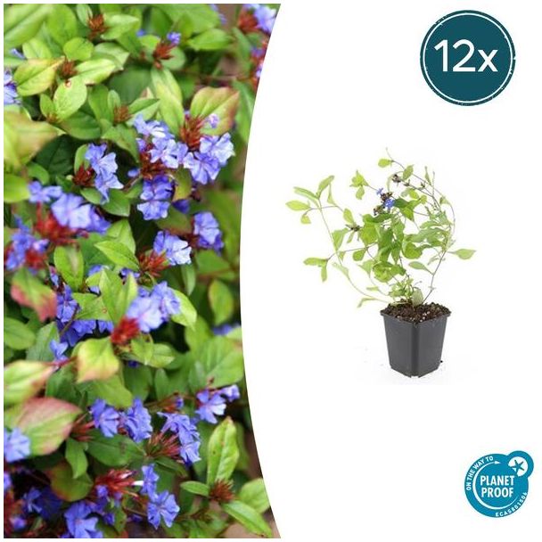 12 Stuks Loodkruid, Bodembedekker, Blauw/Paarse Bloemen,rood tot bronskleurig Blad in de Herfst, x Ceratostigma plumbaginoides  - ↕10-25cm - Ø9cm