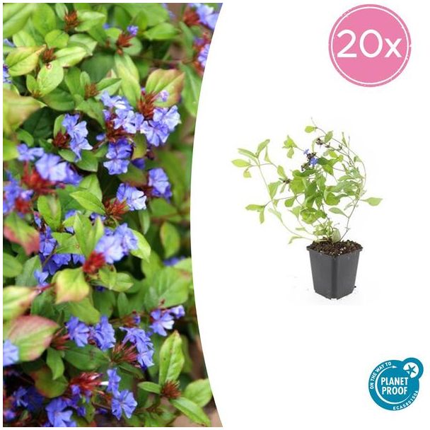 20 Stuks Loodkruid, Bodembedekker, Blauw/Paarse Bloemen,rood tot bronskleurig Blad in de Herfst, x Ceratostigma plumbaginoides  - ↕10-25cm - Ø9cm