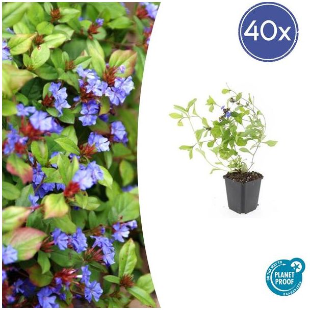 40 Stuks Loodkruid, Bodembedekker, Blauw/Paarse Bloemen,rood tot bronskleurig Blad in de Herfst, x Ceratostigma plumbaginoides  - ↕10-25cm - Ø9cm