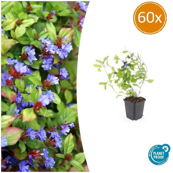 60 Stuks Loodkruid, Bodembedekker, Blauw/Paarse Bloemen,rood tot bronskleurig Blad in de Herfst, x Ceratostigma plumbaginoides  - ↕10-25cm - Ø9cm
