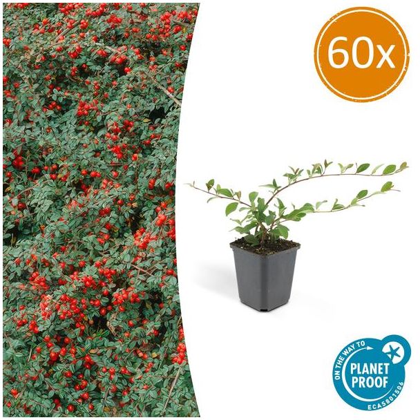 60 Stuk Dwergmispels, Veelzijdige Bodembedekker, Witte Bloementjes, Oranje/Rode Besjes in het Najaar,Cotoneaster dammeri - ↕10-25cm - Ø9cm