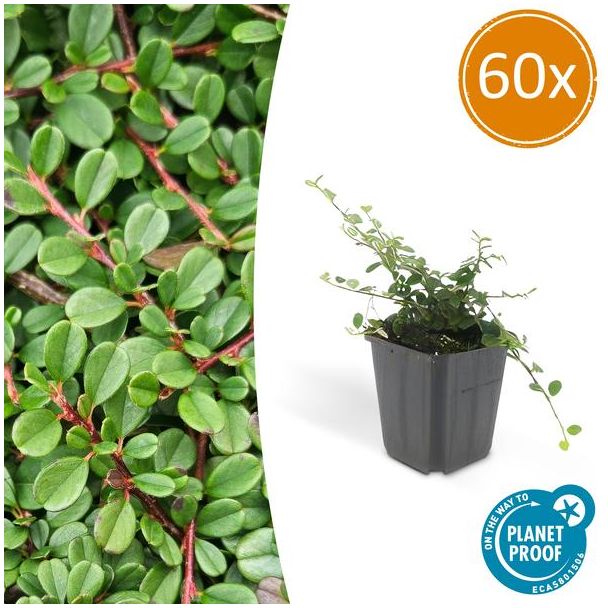 60 Stuk Dwergmispels, Veelzijdige Bodembedekker, Witte Bloementjes, Oranje/Rode Besjes in het Najaar,Cotoneaster pr.  Streib s Findling  - ↕10-25cm - Ø9cm