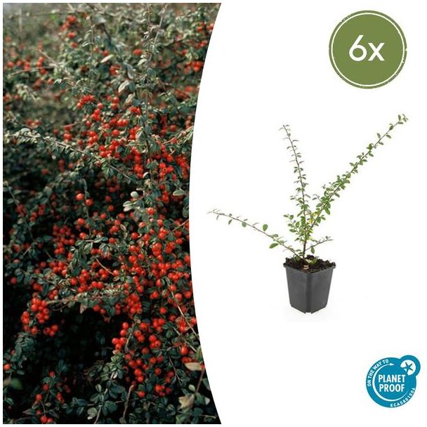 6 Stuk Dwergmispels, Veelzijdige Bodembedekker, Witte Bloementjes, Oranje/Rode Besjes in het Najaar,Cotoneaster suec.  Coral Beauty  - ↕10-25cm - Ø9cm