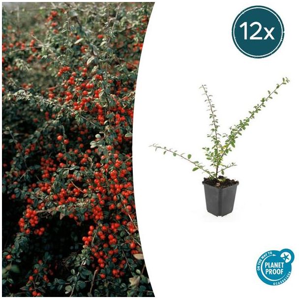 12 Stuk Dwergmispels, Veelzijdige Bodembedekker, Witte Bloementjes, Oranje/Rode Besjes in het Najaar,Cotoneaster suec.  Coral Beauty  - ↕10-25cm - Ø9cm