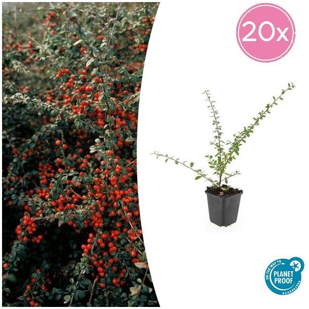 20 Stuk Dwergmispels, Veelzijdige Bodembedekker, Witte Bloementjes, Oranje/Rode Besjes in het Najaar,Cotoneaster suec.  Coral Beauty  - ↕10-25cm - Ø9cm