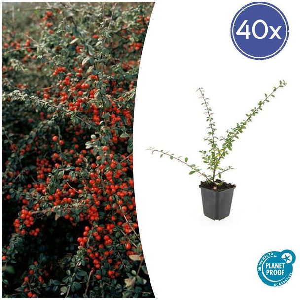 40 Stuk Dwergmispels, Veelzijdige Bodembedekker, Witte Bloementjes, Oranje/Rode Besjes in het Najaar,Cotoneaster suec.  Coral Beauty  - ↕10-25cm - Ø9cm