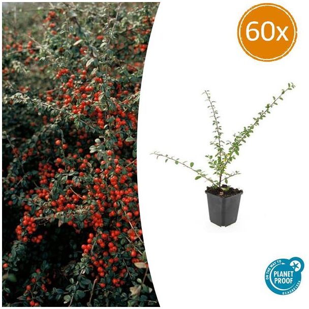60 Stuk Dwergmispels, Veelzijdige Bodembedekker, Witte Bloementjes, Oranje/Rode Besjes in het Najaar, Cotoneaster Suec. Coral Beauty  - ↕10-25cm - Ø9cm