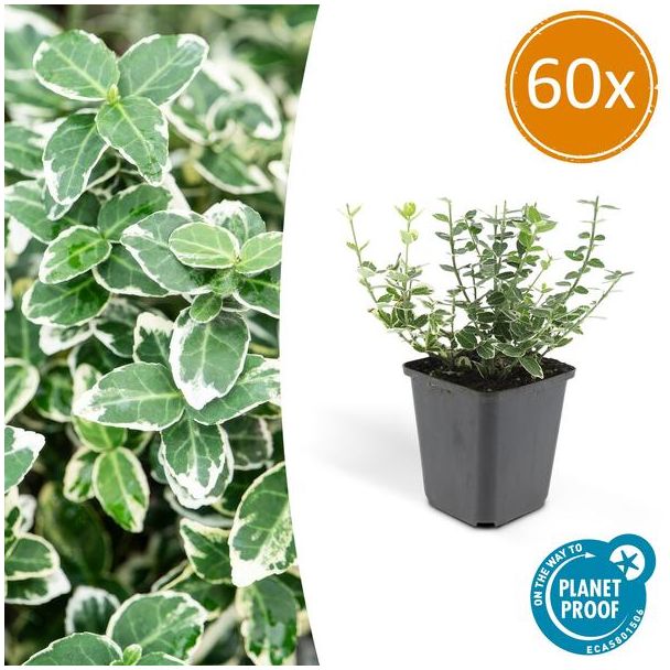 60 Stuks Kardinaalmuts, Groen Blad met een Creme Rand, Euonymus  Emerald  n Gaity  - ↕10-25cm - Ø9cm