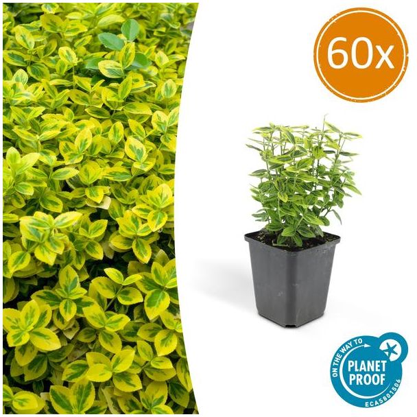 60 Stuks Kardinaalmuts, Groen Blad met een Gele Rand, Euonymus  Emerald  n Gold  - ↕10-25cm - Ø9cm