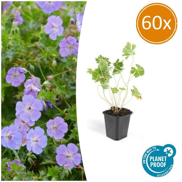 60 Stuks Ooievaarsbek, Lilakleurige Bloemen van mei tot ver in het najaar! Geranium Rozanne - ↕10-25cm - Ø9cm