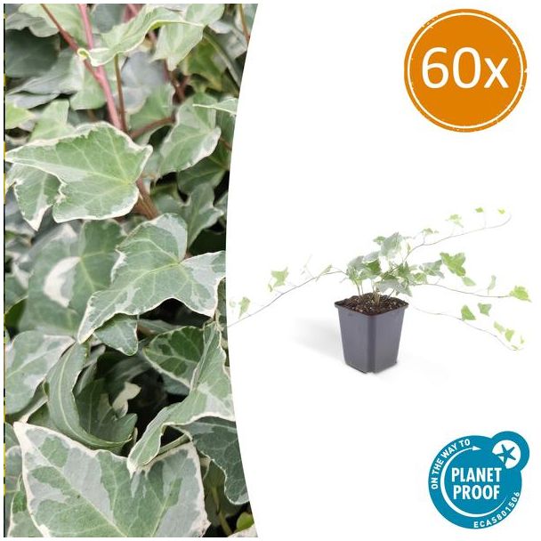60 Stuks Klimop, Groen Blad met ZilverWitte Nerven, Haag, Hedera helix  Glacier  - ↕10-25cm - Ø9cm