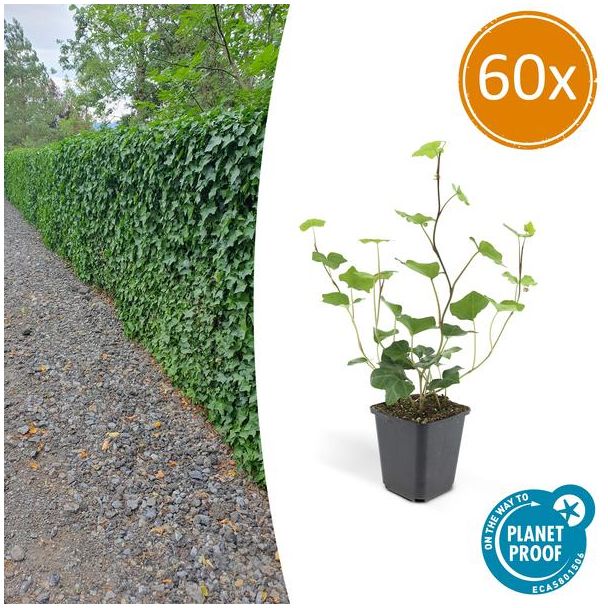 60 Stuks Klimop, Compacte Haag, Groen, Hedera Hibernica - ↕10-25cm - Ø9cm