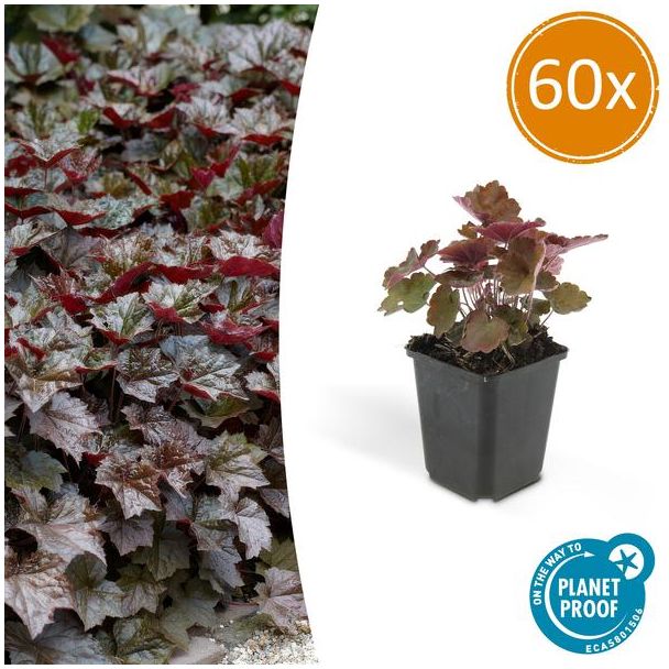 60 Stuks Sierlijk PaasKlokje, Diep Paars/Brons Blad, Bodembedekker, Heuchera mic.  Palace Purple  - ↕10-25cm - Ø9cm
