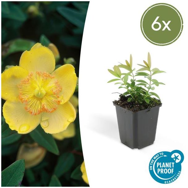 6x grote hertshooi Hypericum calycinum - ↕10-25cm - Ø9cm - aantrekkelijke bodembedekker