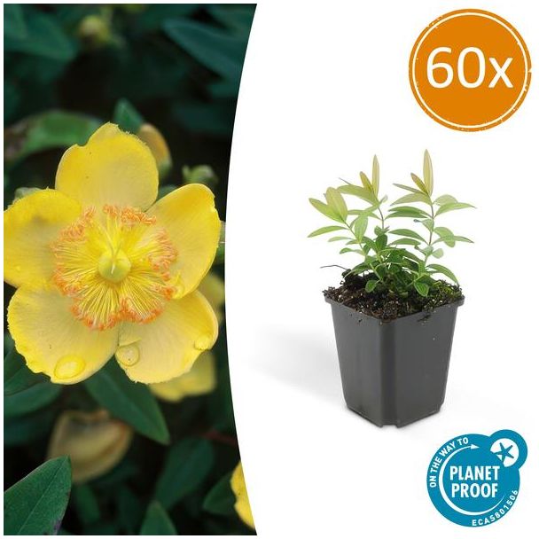 60 Stuks Grote Hertshooi , Aantrekkelijke Bodembedekker, Hypericum Calycinum - ↕10-25cm - Ø9cm