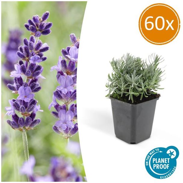 60 Stuks, Lavendel, Heerlijk Geurend Diep Paarse Bloemen, Lavandula  Hidcote  - ↕10-25cm - Ø9cm