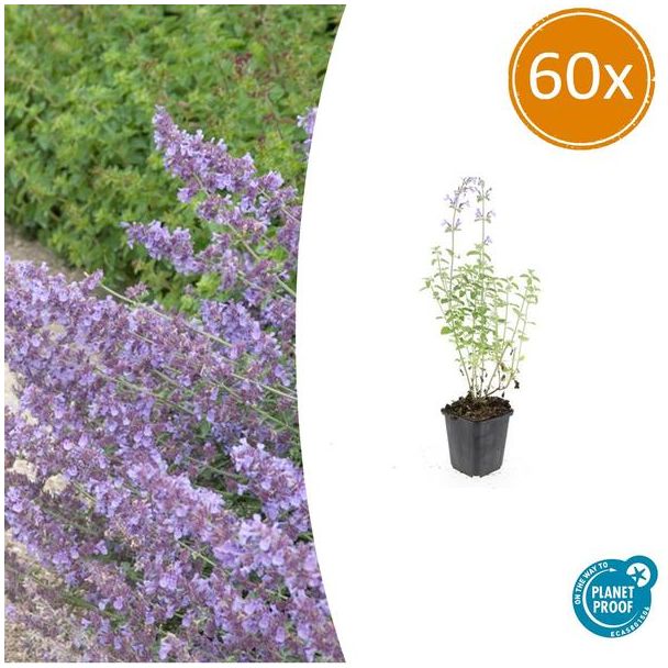 60 Stuks Kattenkruid / Nepeta 'Walker's Low', Sierlijke Aromatische, Kleur Bloem paars/blauw    Ø9cm - ↕10-25cm
