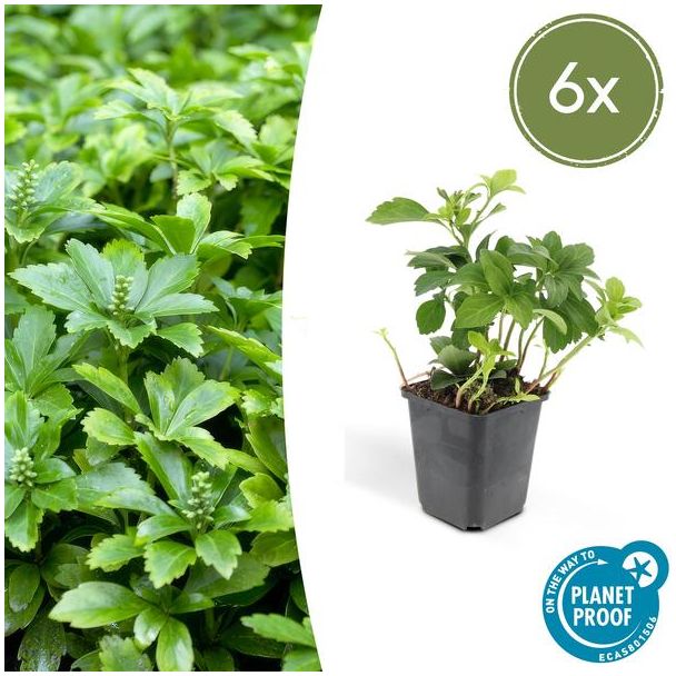 6x Schaduwkruid Green Carpet, groene bodemdekker voor in de tuin Pachysandra terminalis