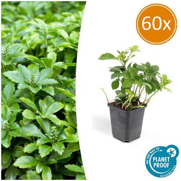 60 Stuks Schaduwkruid Green Carpet, Groenblijvende Bodembedekker,  Pachysandra terminalis - ↕10-25cm - Ø9cm