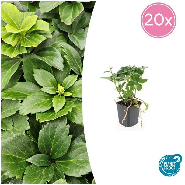 20 Stuks Schaduwkruid, Groenblijvende Bodembedekker,  Pachysandra terminalis - ↕10-25cm - Ø9cm