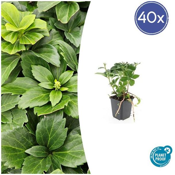 40 Stuks Schaduwkruid, Groenblijvende Bodembedekker,  Pachysandra terminalis - ↕10-25cm - Ø9cm