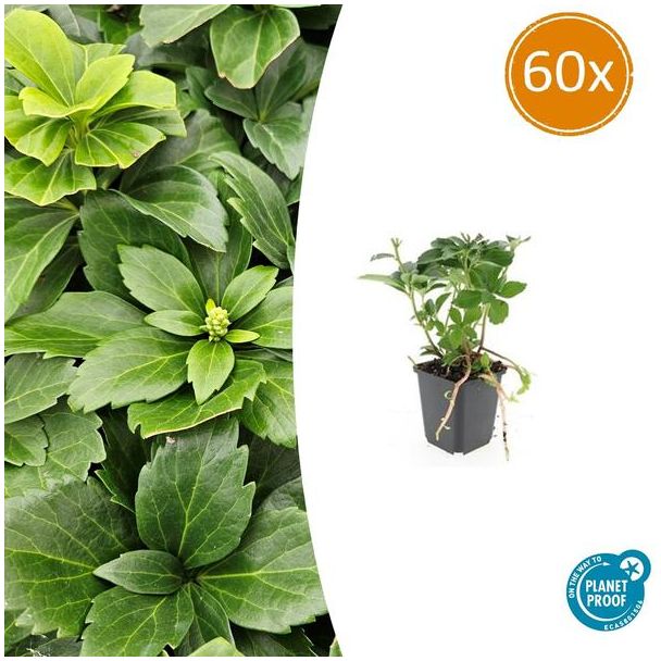 60 Stuks Schaduwkruid, Groenblijvende Bodembedekker,  Pachysandra terminalis - ↕10-25cm - Ø9cm