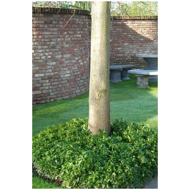 Beeld
