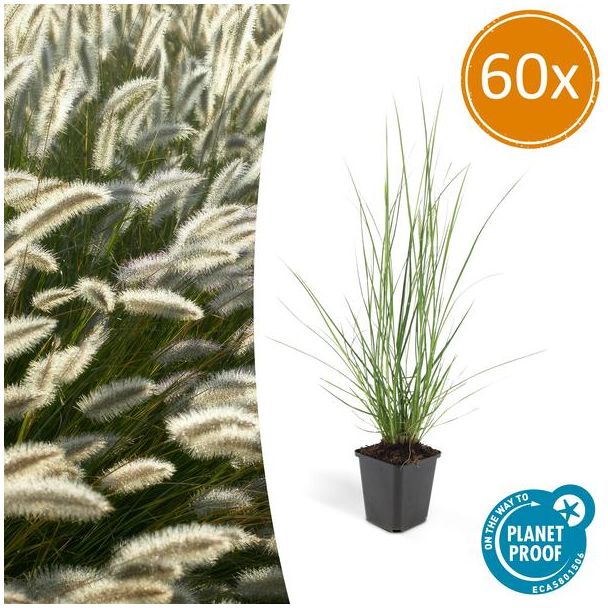 60 Stuks Siergras, Lampenpoetsergras 'Hameln', Mooie Pluuimen, Pennisetum alopecuroides  Hameln  - ↕10-25cm - Ø9cm