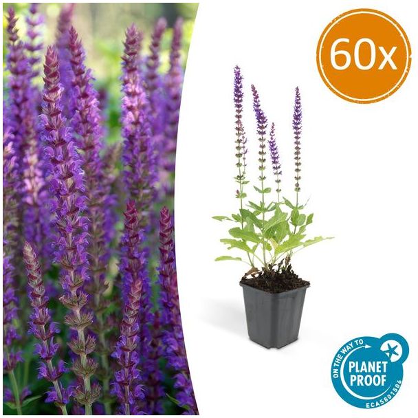 60 Stuks, Bos-Salie of Ostfriesland’, Rijke Paarse Bloemen, Salvia nem.  Ostfriesland  - ↕10-25cm - Ø9cm