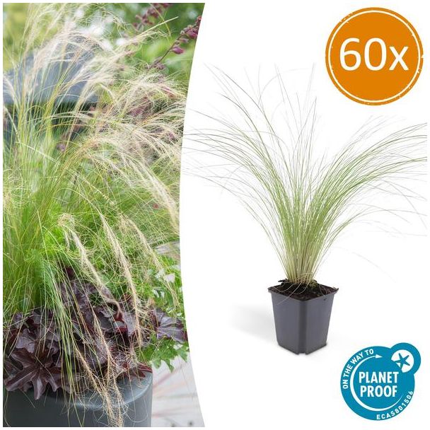 60 Stuks Mexicaans Vedergras, Sierlijk Fijn Harig Siergras,  Stipa tenuissima 'Ponytails' - ↕10-25cm - Ø9cm
