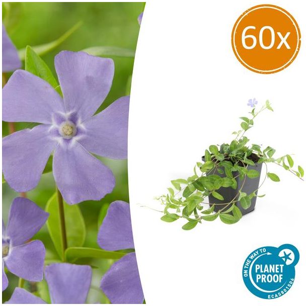 60 Stuks Maagdenpalm minor, Blauwe Bloemen, Bodembedekker, Vinca minor - ↕10-25cm - Ø9cm