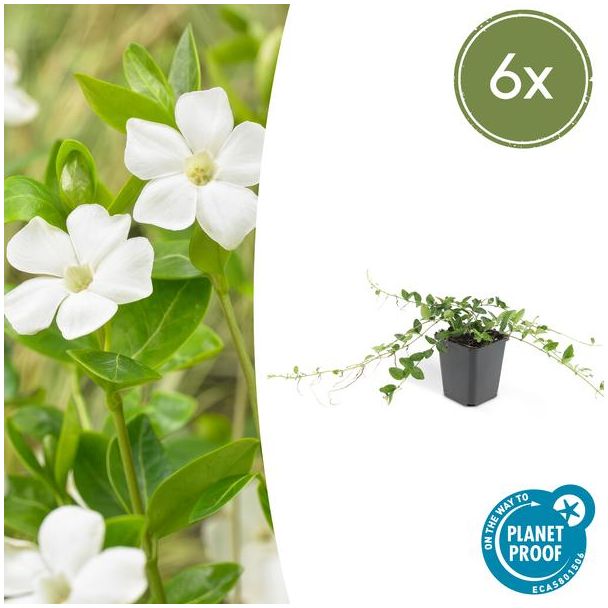 6 x Witte maagdenpalm (Vica minor alba), plat groeiende bodemdekker