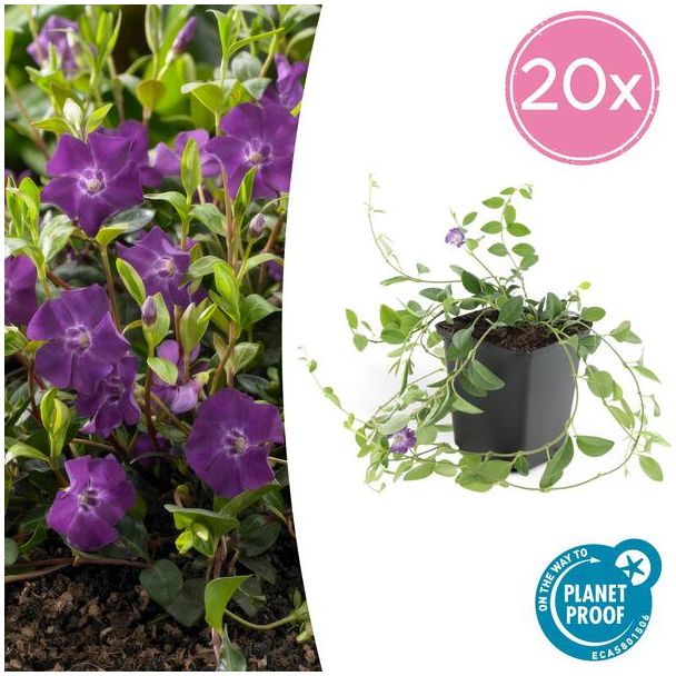 20 potten kleine maagdenpalm met paarse bloemen (vinca minor)