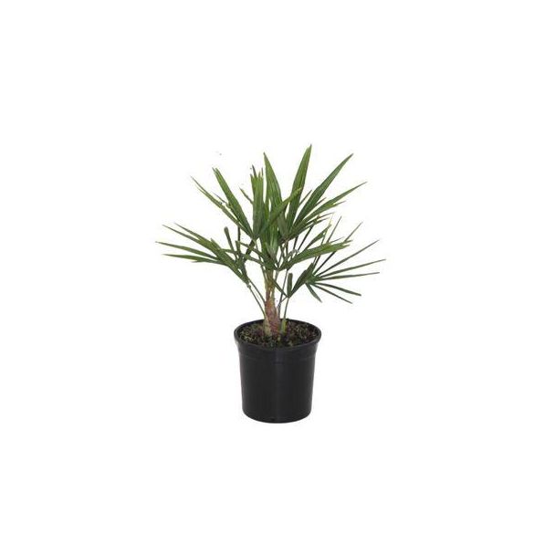 Chinese Waaierpalm, Winterharde Palm, Sterke Tropisch,Exotische uitstraling,  - Ø15cm - ↕40cm