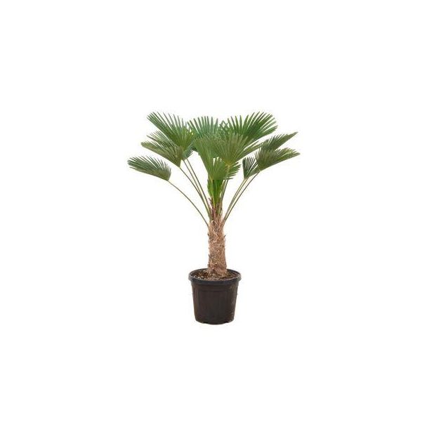 De Wagner-Palm, Chinese Waaierpalm, Mooi compact formaat, Blikvanger, Tropisch, Trachycarpus wagnerianus - Ø30cm - ↕130cm