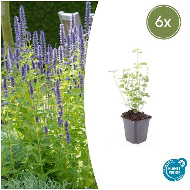 Dropplant - Anijsplant - Agastache 'Black Adder' 6x - 6 tuiplanten ↕10-25cm - Ø9cm