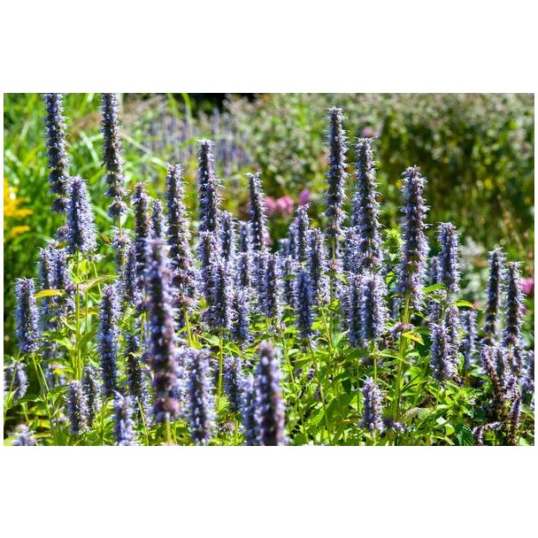 12 maal Agastache 'Black Adder' - Langbloeiende tuinplant met paarse bloemen - ↕10-25cm - Ø9cm
