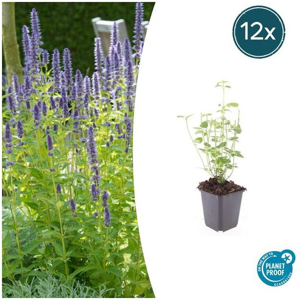 20 Stuks Dropplanten, Kleur Diep Paars, Vaste plant, Agastache  Black Adder, ↕10-25cm - Ø9cm - winterhard