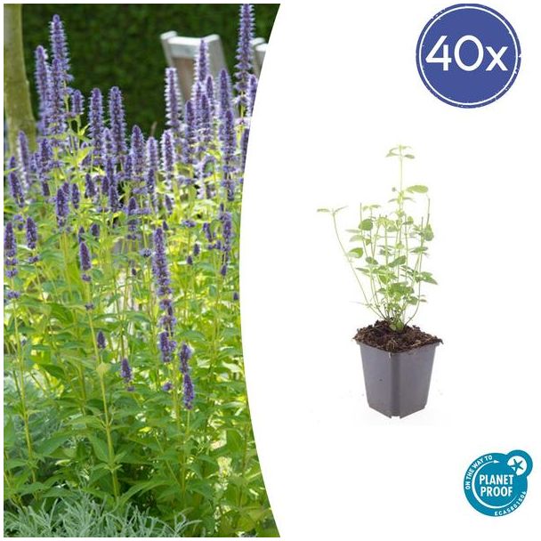 40 paarse tuinplanten - 40 Dropplanten (Agastache 'Black Adder') - ↕10-25cm - Ø9cm - winterhard