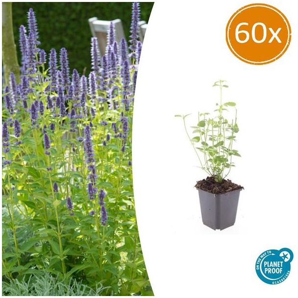 60 Tuinplanten (Agastache 'Black Adder') - ↕10-25cm - bloei van zomer tot herfst