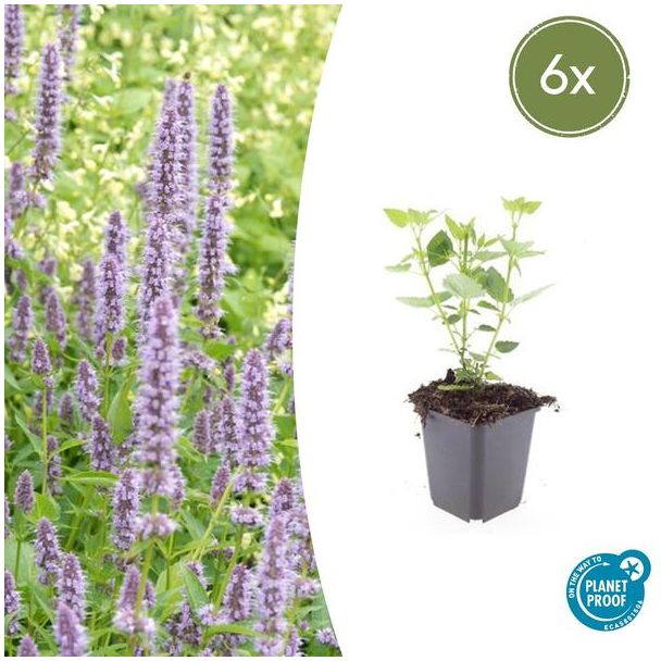 6 Stuks Blauwe Dropplant, Agastache Blue Fortune  Geurige Vast Plant, Labendelblauwe Bloemen, Blue Fortune  - ↕10-25cm - Ø9cm