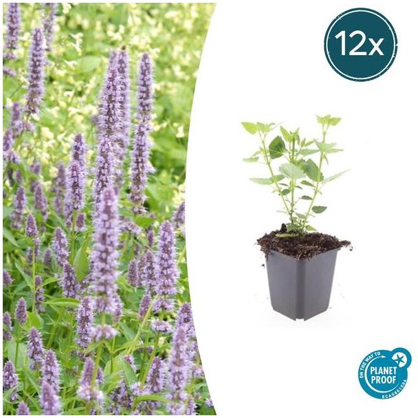 12 Stuks Blauwe Dropplant, Agastache Blue Fortune  Geurige Vast Plant, Labendelblauwe Bloemen, Blue Fortune  - ↕10-25cm - Ø9cm