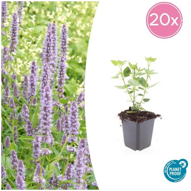 20 Stuks Blauwe Dropplant, Agastache Blue Fortune  Geurige Vast Plant, Labendelblauwe Bloemen, Blue Fortune  - ↕10-25cm - Ø9cm