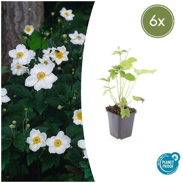 Herfstanemoon | 6 stuks | Anemone hybrida 'Honorine Jobert'